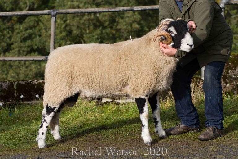 A District Ram Sale – 14th October 2020