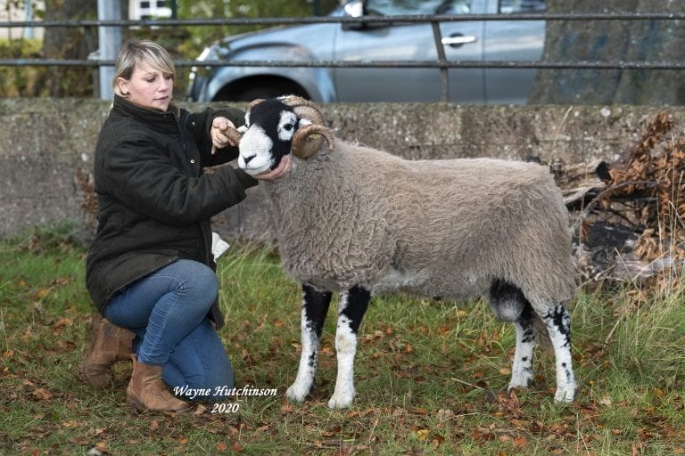 C District Ram Sales – Shearling Rams Day 2 – 23rd October 2020