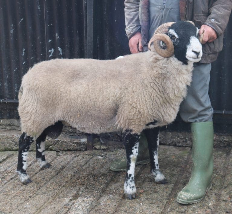 E District Ram Sale – 9th October 2020