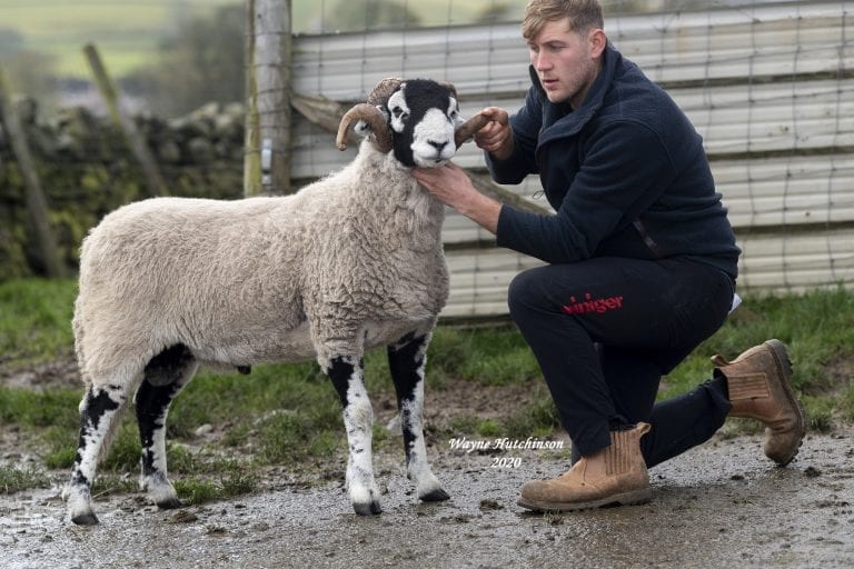 B District Shearling Rams Day 1 – 28th October 2020
