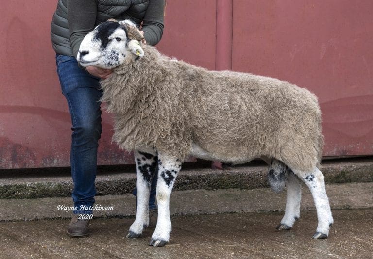 C District Ram Sales – Aged & Ram Lambs – 21st October 2020