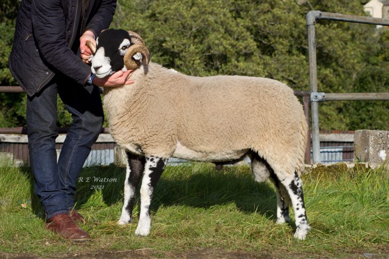 Middleton in Teesdale Ram Sale – 13th October 2021