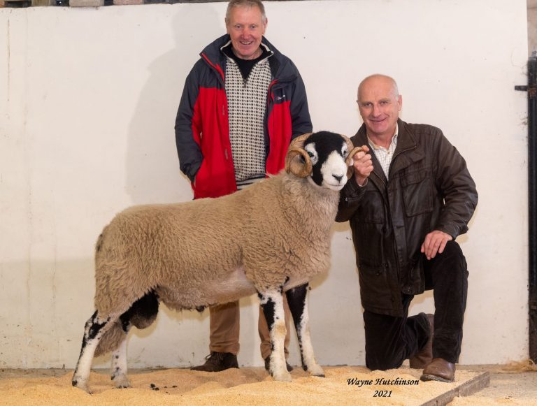 Hawes Shearling Rams – Thursday 27th October 2021