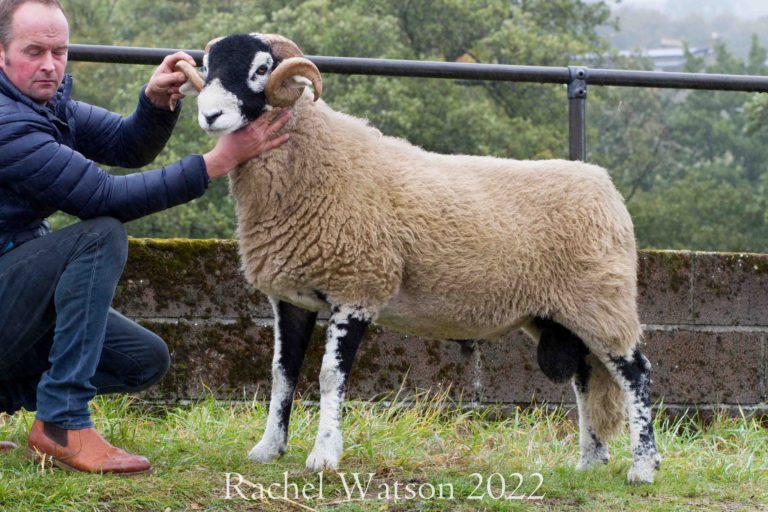A District Middleton in Teesdale Tup Sale – 12th October 2022
