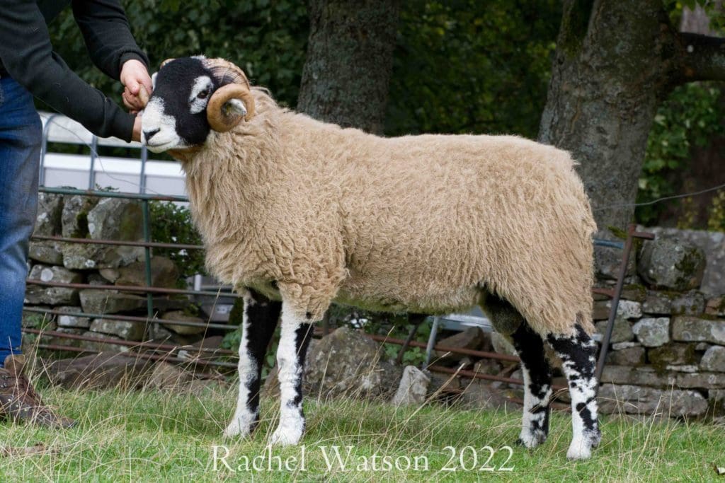 D District St Johns Chapel Tup Sale - 11th October 2022 | Swaledale ...