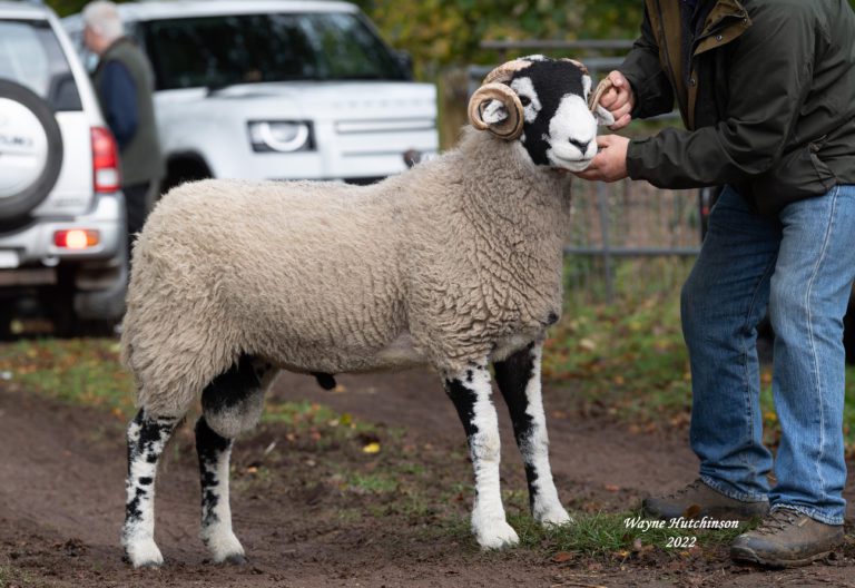 B & C District Tup Sale Round-up and photos.
