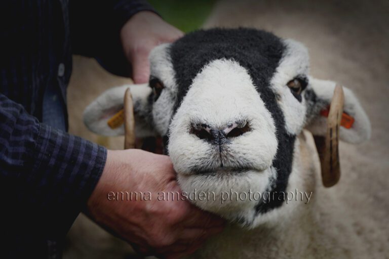 ALERT –  In Lamb Sales Entry Forms