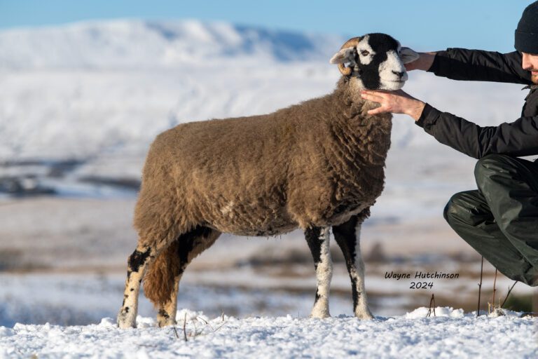 Hawes In Lamb Sale Report – 20 January 2024