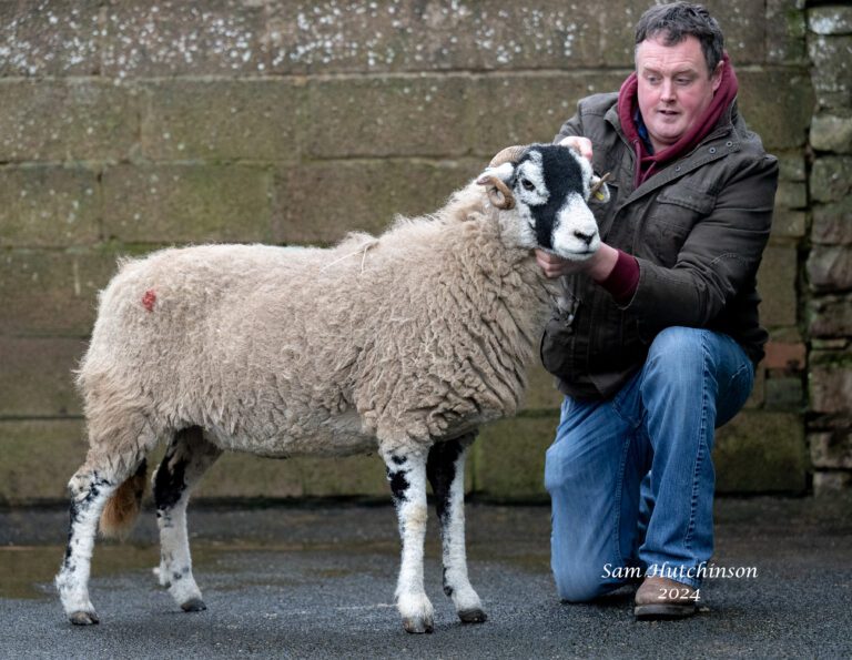 Kirkby Stephen In Lamb Sale Report