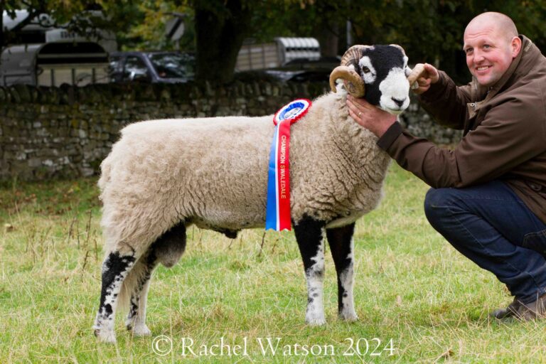 D District Ram Sale – St John’s Chapel – 8 October 2024