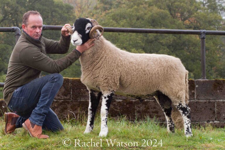 A District Ram Sale – Middleton in Teesdale – 9 October 2024