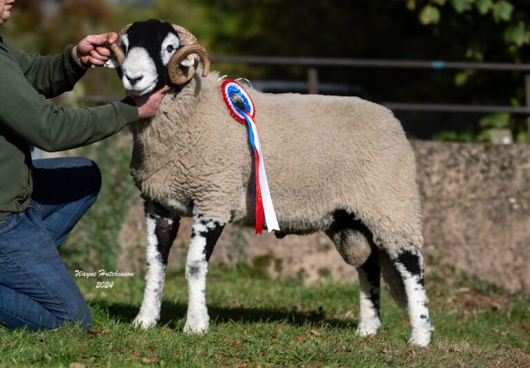 C District – Friday Shearling Rams – 18 October 2024