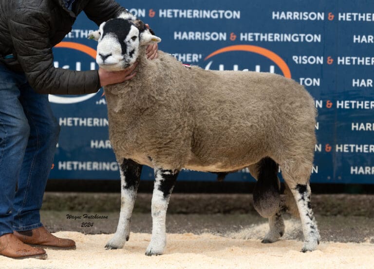 C District – Aged Rams – 16 October 2024