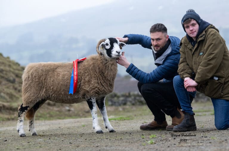 Hawes Individual Female Sale – 18 January 2025