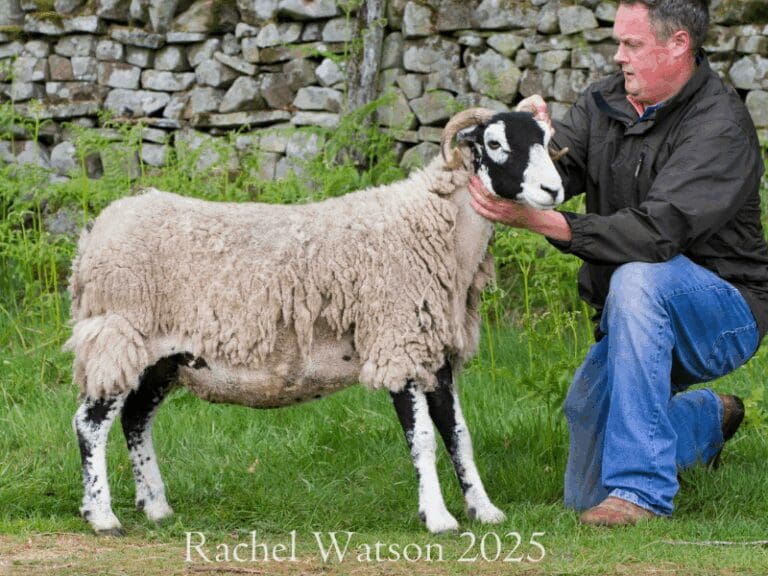 Middleton Spring Show 2025