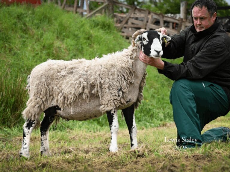 Stainmore Show 2025