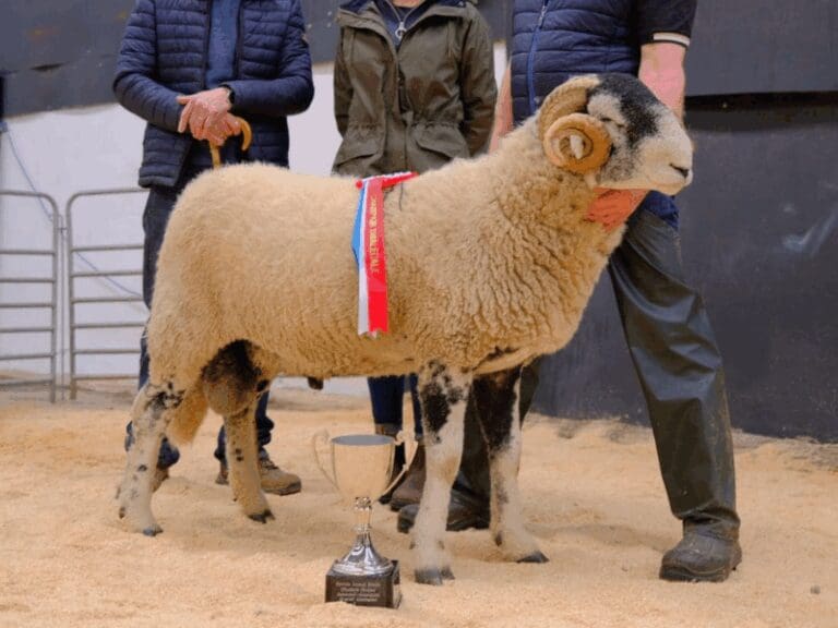 Northern Ireland Ram Sale