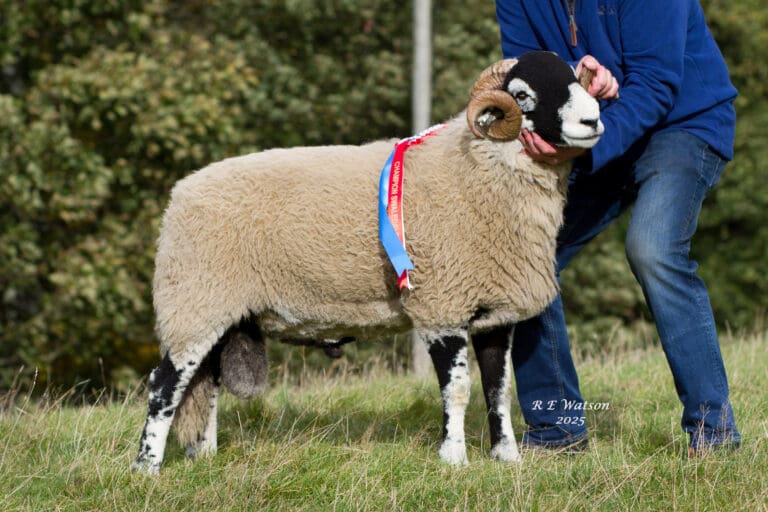 D District Ram Sale 2025