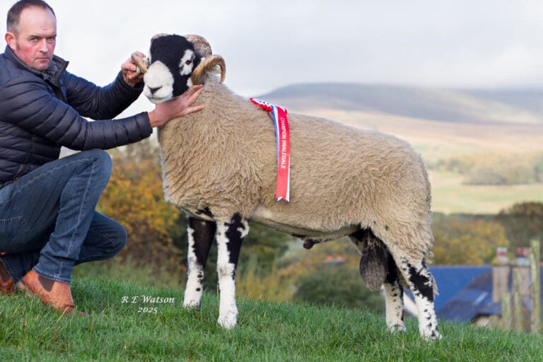 B District Ram Sale 2025 – Day 1