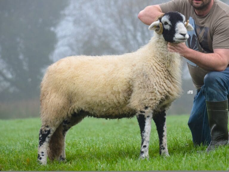 Sub-A District Ram Sale