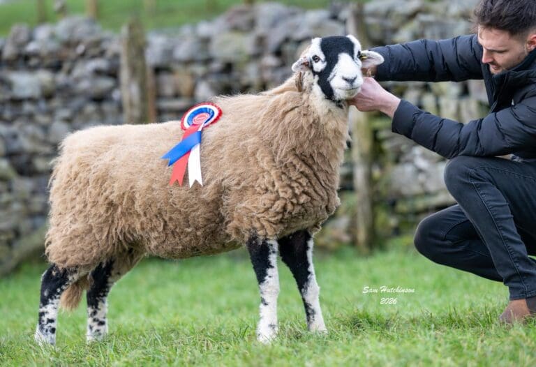 Hawes Honeys Female Sale