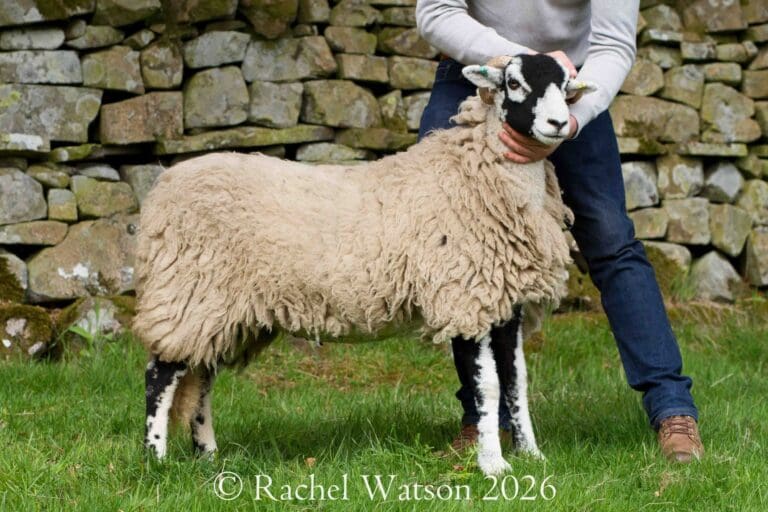 Eastgate Show 2026